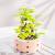 Madness - FOREVER FLOWERS - Bricks Succulent - Display 12pcs