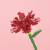 Madness - FOREVER FLOWERS - Bricks Flowers - Display 12pcs