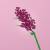 Madness - FOREVER FLOWERS - Bricks Flowers - Display 12pcs