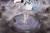 x_apex42318_n.jpg