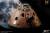 Star Ace Toys Apollo 17 - Command Module - Replica 1/20 Scale