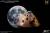 Star Ace Toys Apollo 17 - Command Module - Replica 1/20 Scale