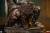 Premium Collectibles Studio Marvel Rivals - Dr. Doom - Gamerverse Statue 1/3