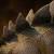 Iron Studios - The Lost World: Jurassic Park Icons Statue Stegosaurus 18 cm