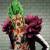 Megahouse ONE PIECE Bartolomeo P.O.P. Limited Edition Statue 24cm