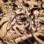 Fanattik TMNT - Teenage Mutant Ninja Turtles Comic - Art Print Limited Edition