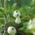 PRINCESS MONONOKE - Kodama - rys. Soliflore 11x8.5x9cm