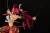 FAIRY TAIL - Erza Scarlet Samurai Ver. Kurenai - Statuetka OrcaToys 43cm