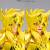 SAINT SEIYA - Hyoga "Gold Cloth" - Figurka Saint Cloth Myth Ex 17.5cm