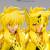 SAINT SEIYA - Hyoga "Gold Cloth" - Figurka Saint Cloth Myth Ex 17.5cm