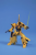 GUNDAM - 1/144 HGUC METHUS - Zestaw modelarski