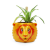 HMB - HARRY POTTER - Gryffindor - Plant Pot