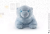 Noble Collection - HARRY POTTER - Otter Patronus - Plush 35x19x13cm