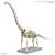Bandai Model Kit - PLANNOSAURUS - Brachiosaurus - Model Kit