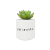 HMB - FRIENDS - Central Perk - Faux Plant Pot 6.5cm